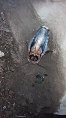Blaberinae