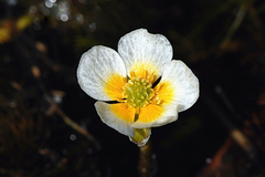 Ranunculus aquatilis