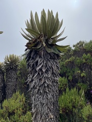 Espeletia