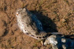 Tetractenos hamiltoni