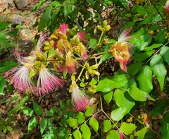 Archidendron grandiflorum