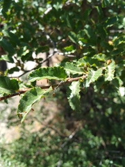 Nothofagus antarctica