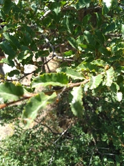 Nothofagus antarctica