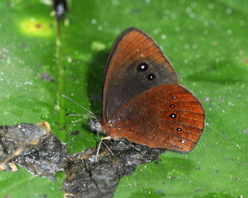 Lymanopoda panacea