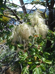 Nothofagus antarctica