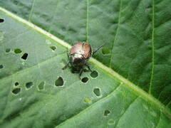 Popillia japonica