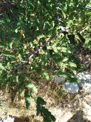 Nothofagus antarctica