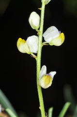 Monnina dictyocarpa