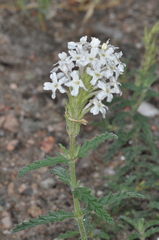 Glandularia platensis