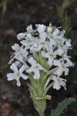 Glandularia platensis