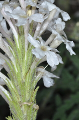 Glandularia platensis