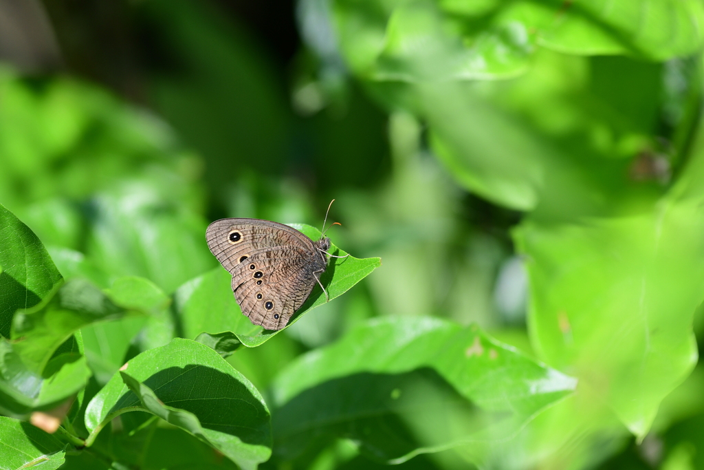 common-wood-nymph-from-lancaster-county-ne-usa-stagecoach-lake