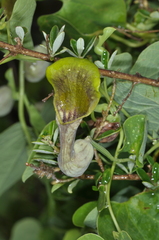 Aristolochia argentina