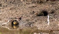 Neosarmatium australiense