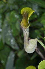 Aristolochia argentina