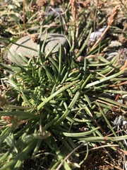 Armeria curvifolia