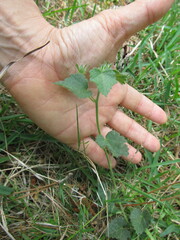 Pavonia glechomoides