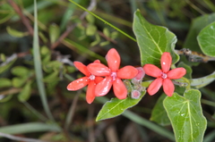 Oxypetalum coccineum