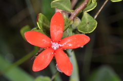 Oxypetalum coccineum
