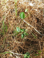 Smilax campestris