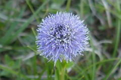 Globularia