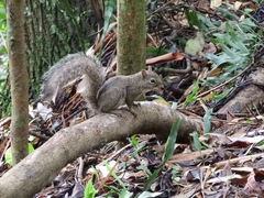 Sciurus aestuans ingrami