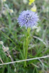 Globularia