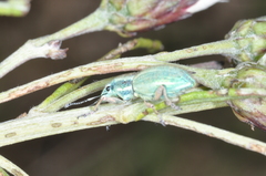 Naupactus auripes