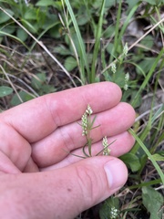 Polygala verticillata