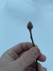 Dasineura serrulatae