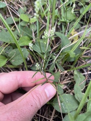 Polygala verticillata