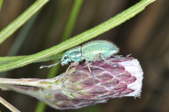Naupactus auripes