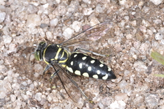 Bembicinae