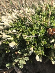 Baccharis magellanica