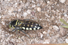 Bembicinae