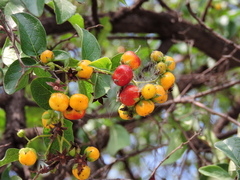 Ehretia anacua