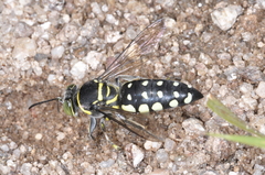 Bembicinae