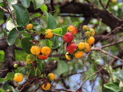 Ehretia anacua