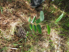 Smilax campestris