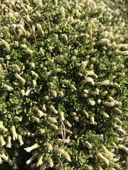 Baccharis magellanica