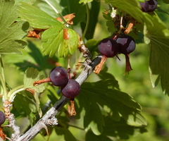 Ribes inerme