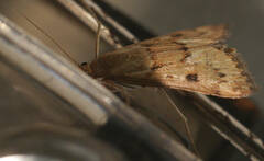 Achyra nigrirenalis