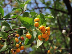 Ehretia anacua