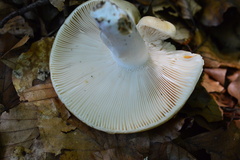 Russula violeipes
