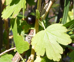 Ribes inerme