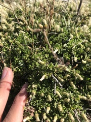 Baccharis magellanica