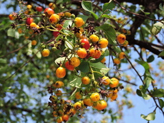 Ehretia anacua
