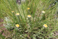 Helichrysum auriceps