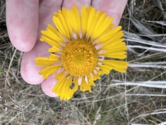 Helenium pinnatifidum