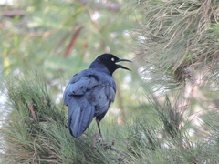 Quiscalus mexicanus